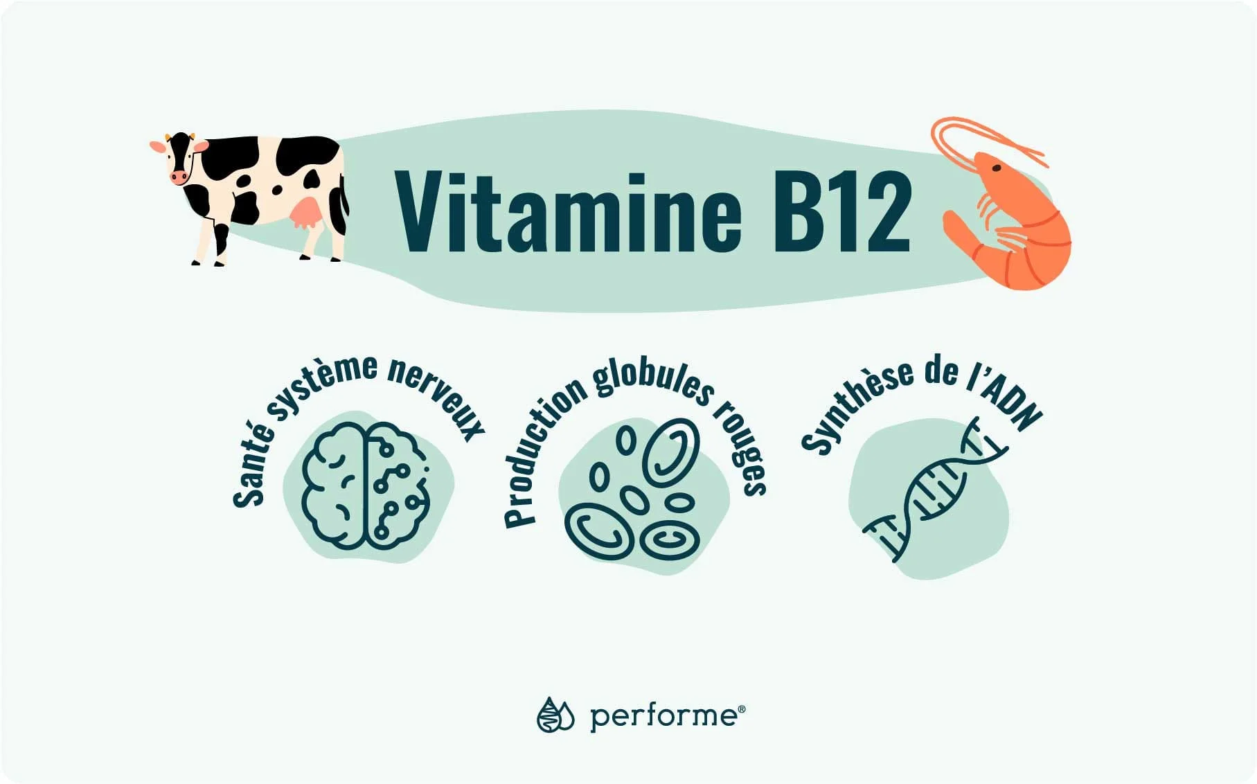 Fonctions et sources de la vitamine B12