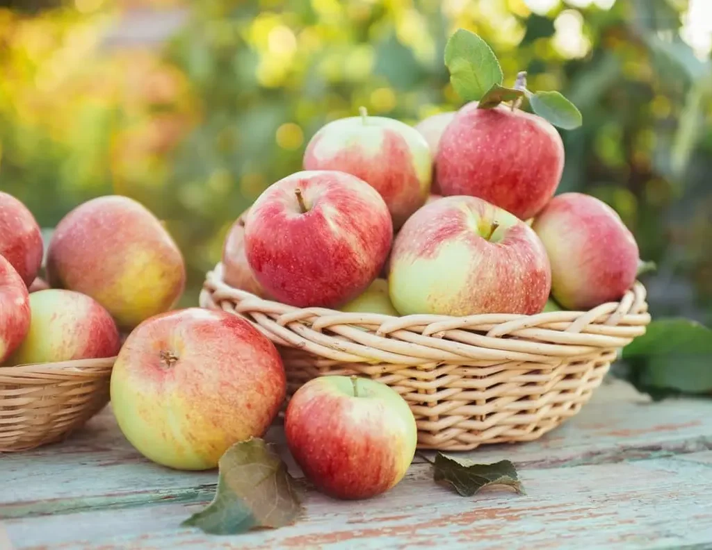 Pomme : meilleur fruit français