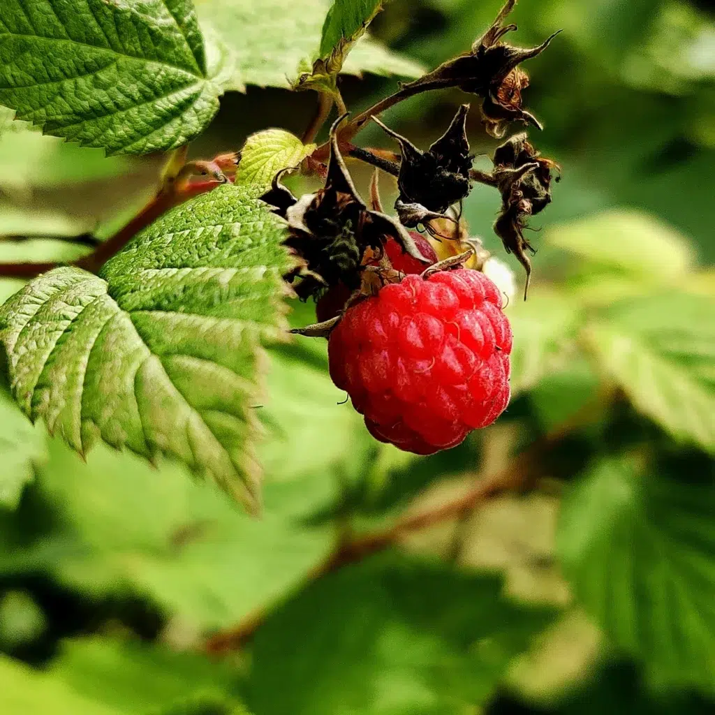 Feuilles de framboisier et bienfaits pour le cycle menstruel